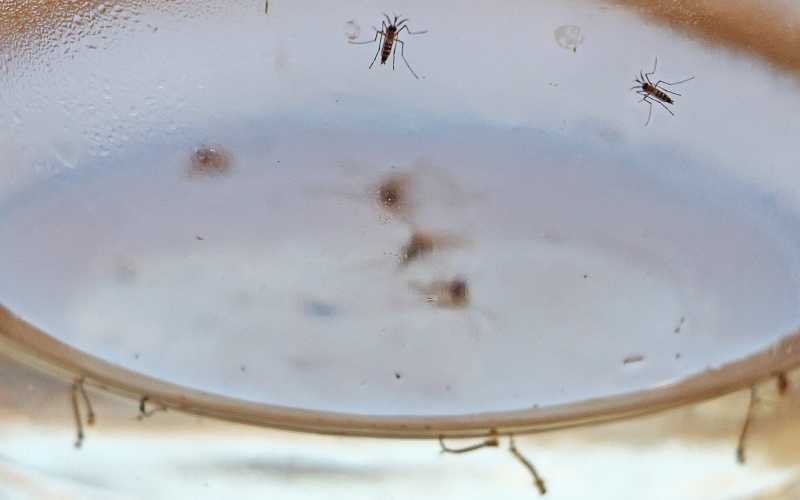 Índice de infestação do mosquito da dengue sobe para 2% em Cianorte