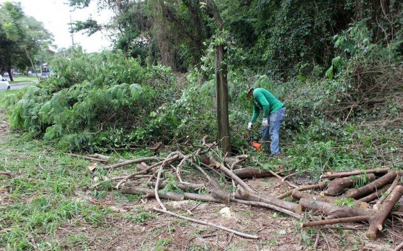 Módulo Mandhuí passa por manejo de árvores