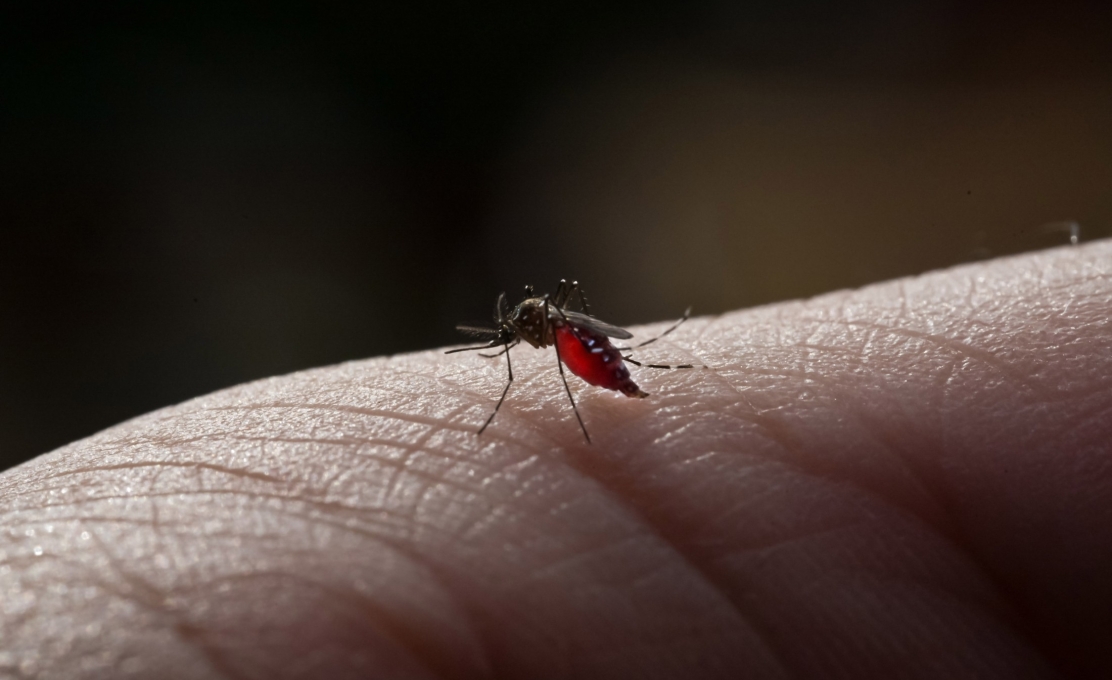 Saúde confirma mais dois óbitos por dengue em Cianorte