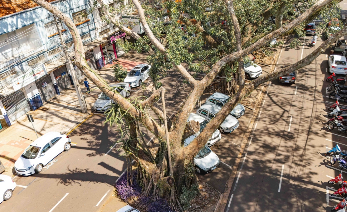 Prefeitura remove seringueira com risco de queda na próxima terça-feira