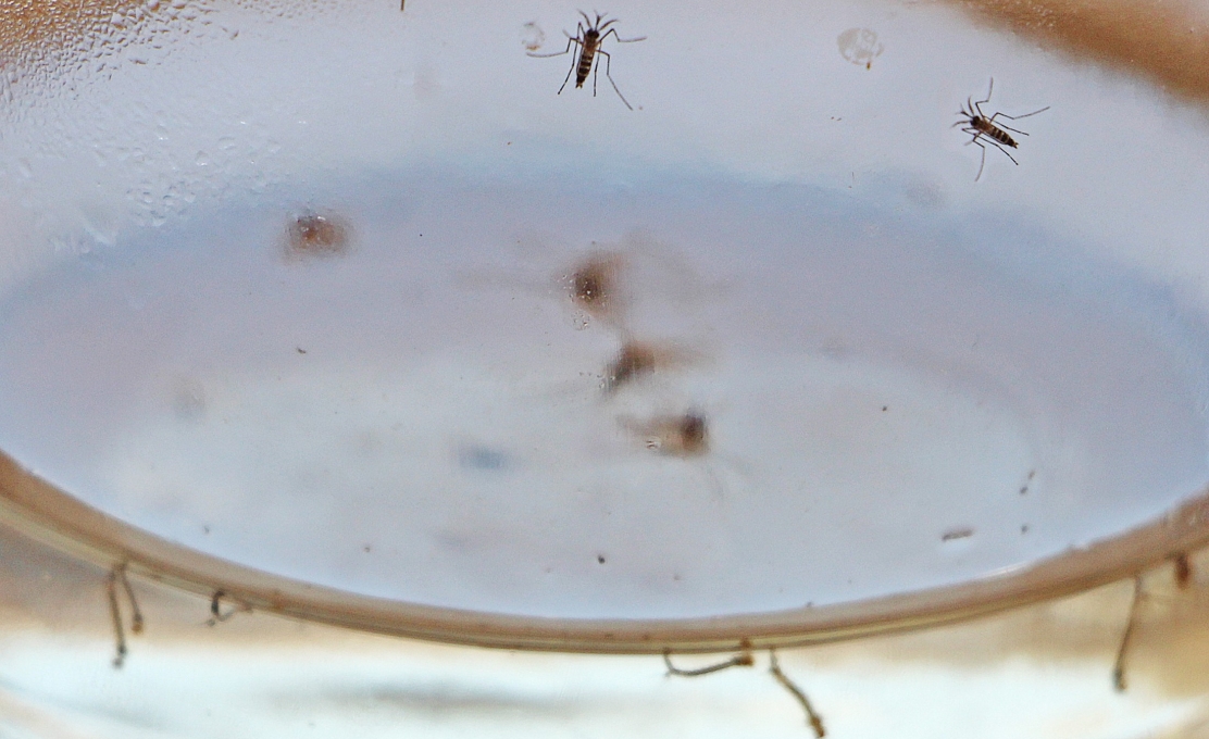 Índice de infestação do mosquito da dengue sobe para 2% em Cianorte