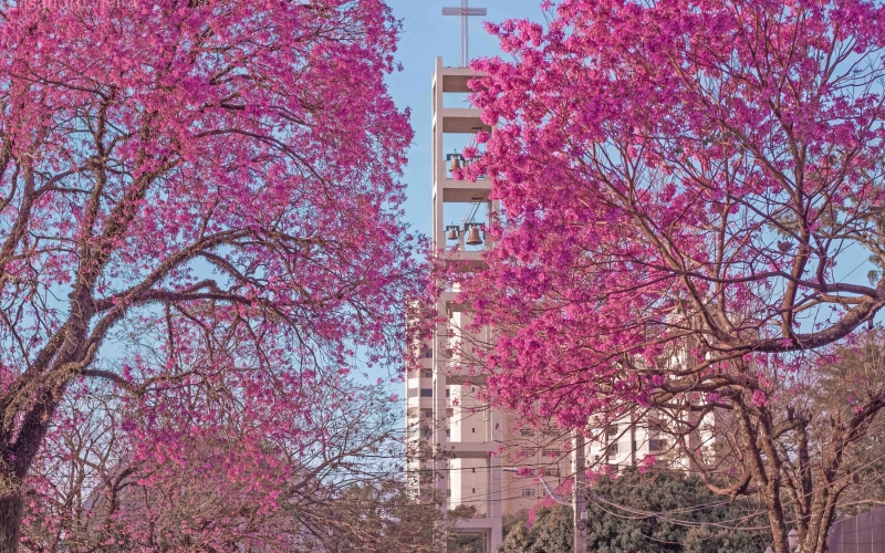 Prefeitura divulga resultado do concurso fotográfico Cianorte e seus ipês