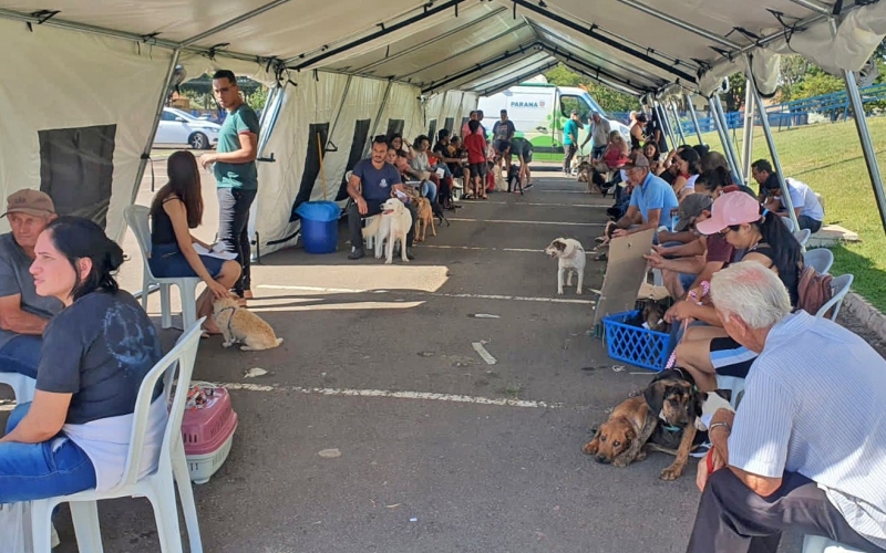 CastraPet bate recorde em Cianorte com 468 castrações gratuitas