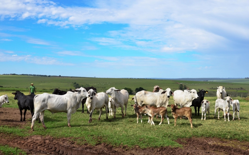 Valor Bruto de Produção Agropecuária cresce 30% em Cianorte