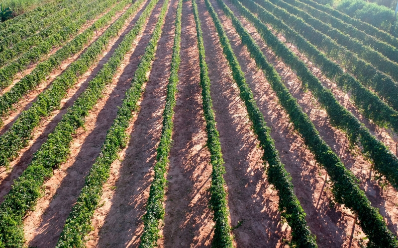 Projeto Maracujá incentiva a produção de 260 mil quilos da fruta em Cianorte