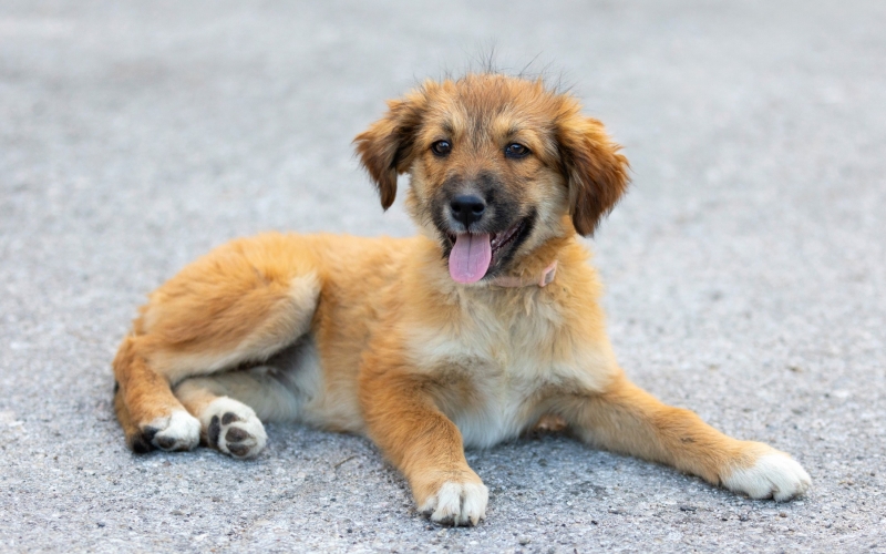 Sábado tem feirinha de adoção do Canil Municipal