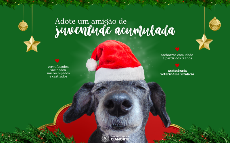 Campanha incentiva a adoção de cachorros idosos