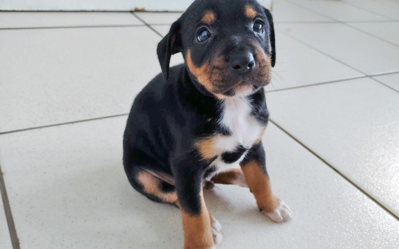 Sábado tem filhotes para adoção na feirinha do Canil Municipal