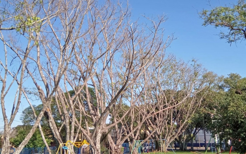 Parque infantil é interditado para retirada de árvores condenadas