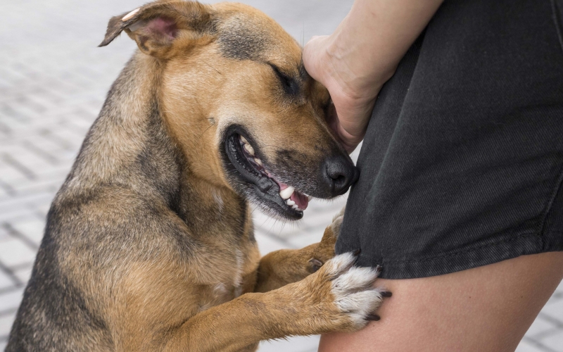 Sábado tem Feirinha de Adoção do Canil Municipal