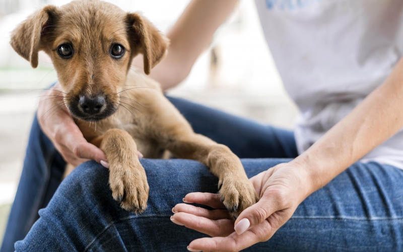 Sábado tem Feirinha de Adoção do Canil Municipal 