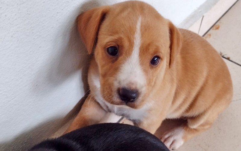 Sábado tem Feirinha de Adoção do Canil Municipal com filhotes