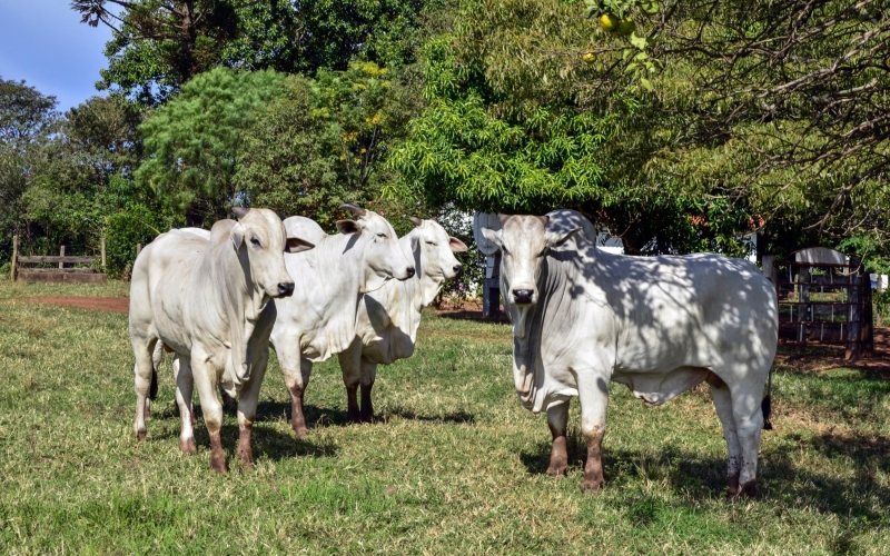 Campanha de Atualização de Rebanhos começa nesta segunda-feira