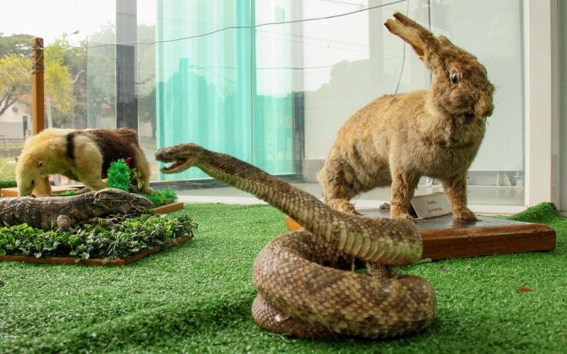 Cianorte tem exposição de exemplares da fauna e flora em Ecomuseu