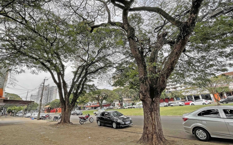 Árvores infestadas por cupins serão retiradas da Avenida Brasil
