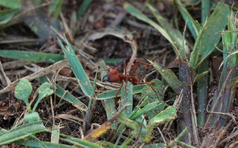 Prefeitura contrata serviço emergencial para o controle das formigas-cortadeiras