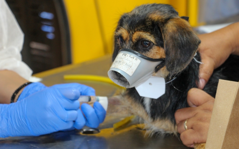 Cianorte recebe CastraPet neste domingo e segunda-feira