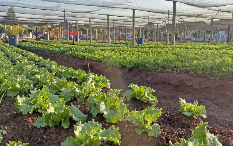 São Lourenço tem horta comunitária “Natureza de Deus”
