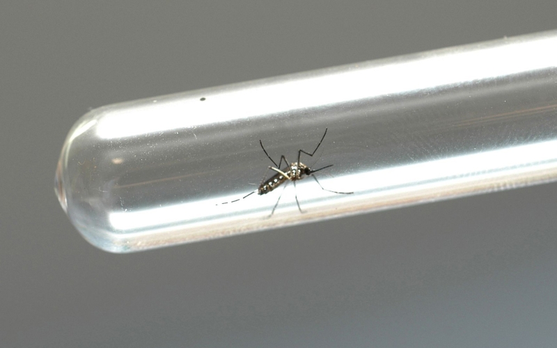 Cianorte tem índice de infestação do mosquito da dengue em 0,9%