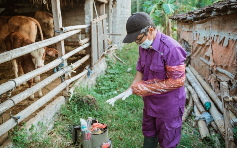 Convênio prevê a inseminação artificial gratuita de 600 bovinos por ano